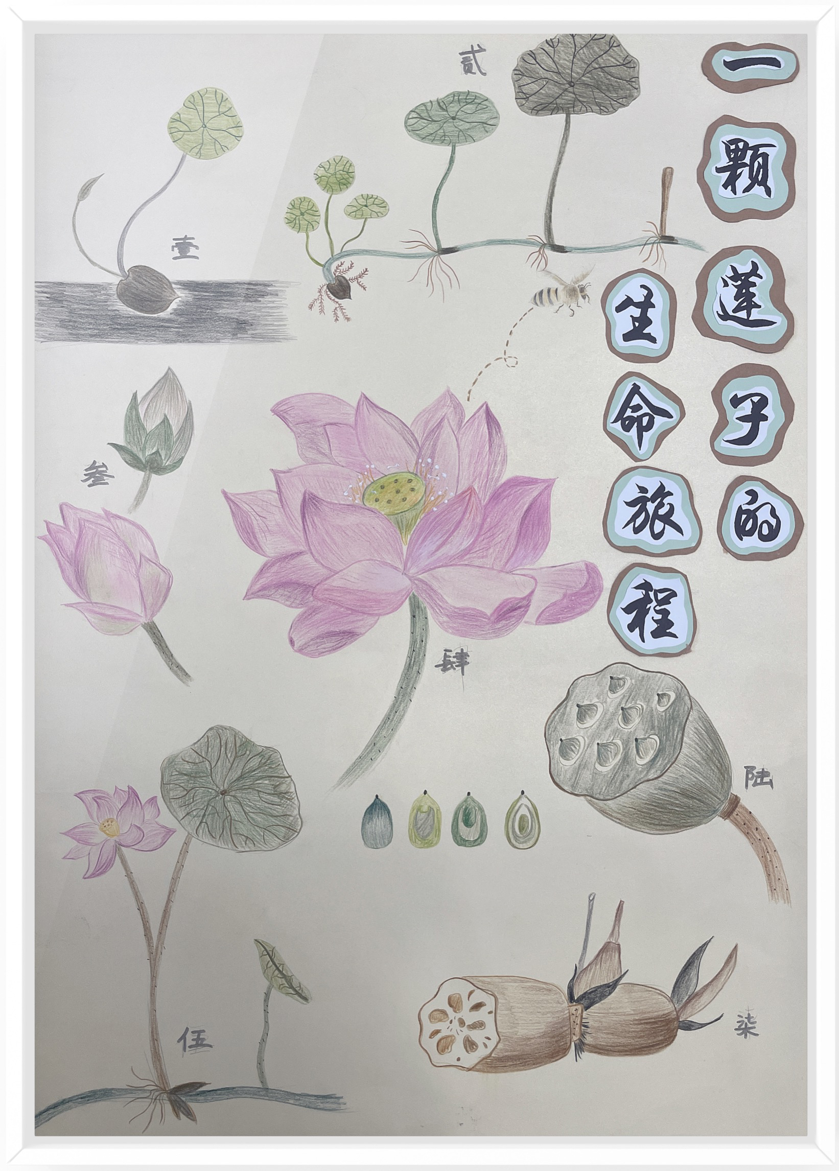 《一颗莲子的生命旅程》（作者：朱水铮、吴梦霁、张婷）.png